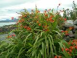 Montbretia